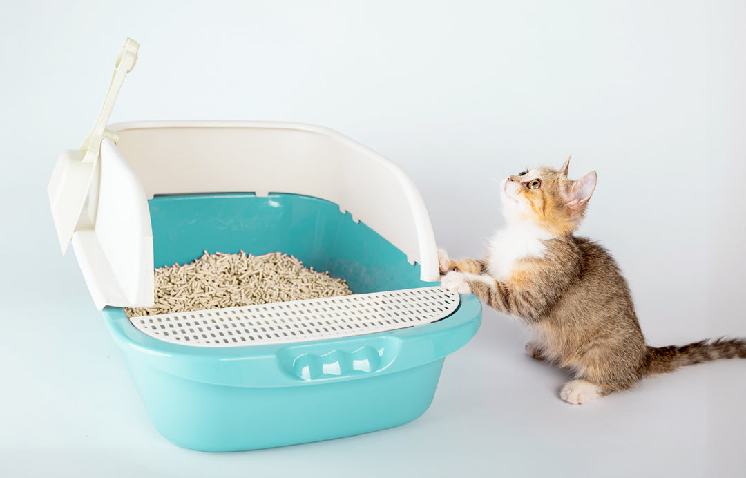 What Litterbox Should I Use With My Litter?