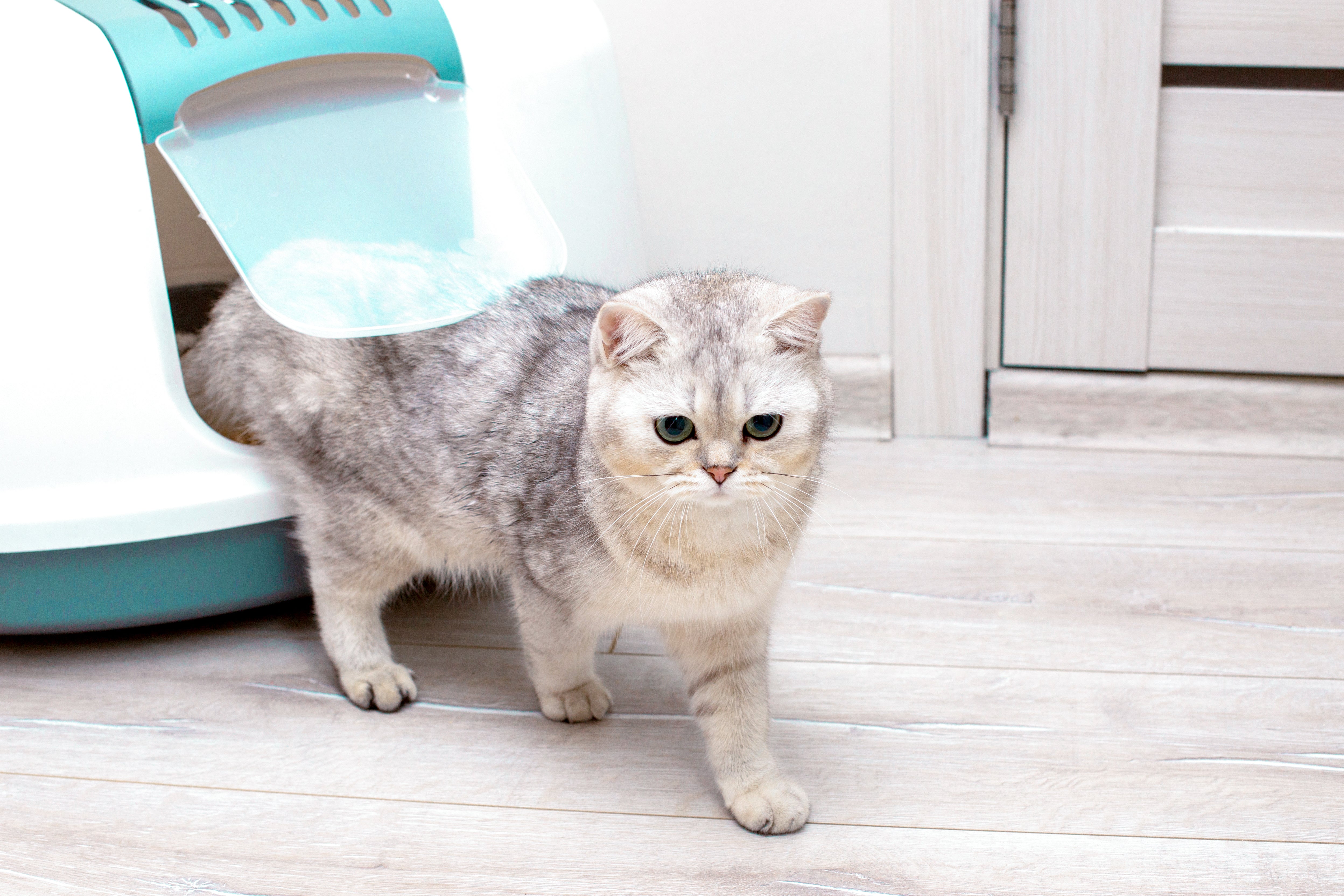 Why Does My Cat Have Litterbox Problems? Dofu Cat