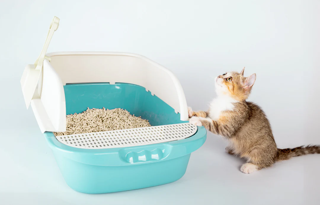5 Things You Need for a Happy Cat