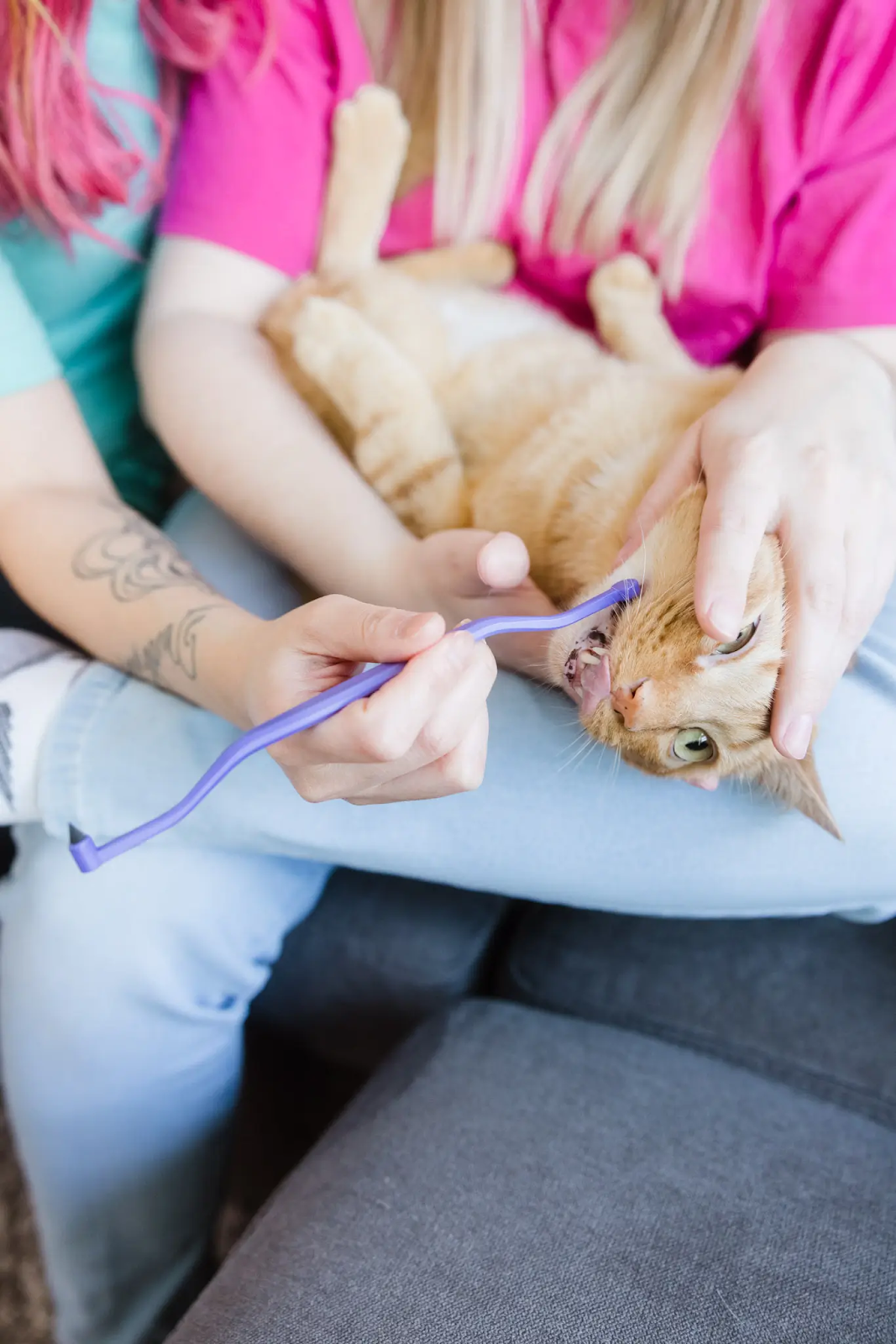 The Top Reasons to Keep Your Cat as Happy as Possible
