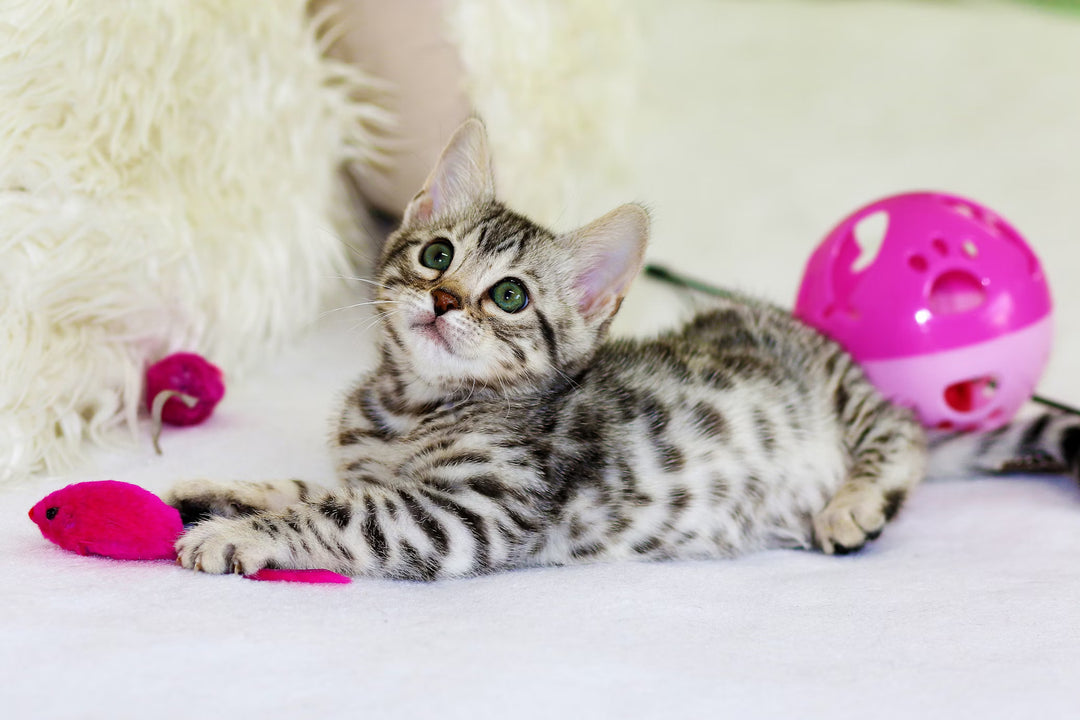 Canadian Products for Happier Cats